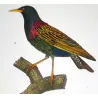 Common Starling (*Sturnus vulgaris*) - Wallcreeper (*Tichodroma muraria*) Original hand-colored Antique Print by Prêtre (c.1835)