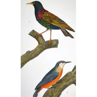 Antique Print by Pierre Antoine Prêtre – Common Starling (Sturnus vulgaris)