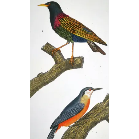 Antique Print by Pierre Antoine Prêtre – Common Starling (Sturnus vulgaris)