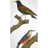 Common Starling (*Sturnus vulgaris*) - Wallcreeper (*Tichodroma muraria*) Original hand-colored Antique Print by Prêtre (c.1835)
