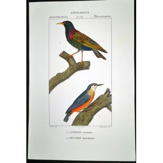 Antique Print by Pierre Antoine Prêtre – Common Starling (Sturnus vulgaris)