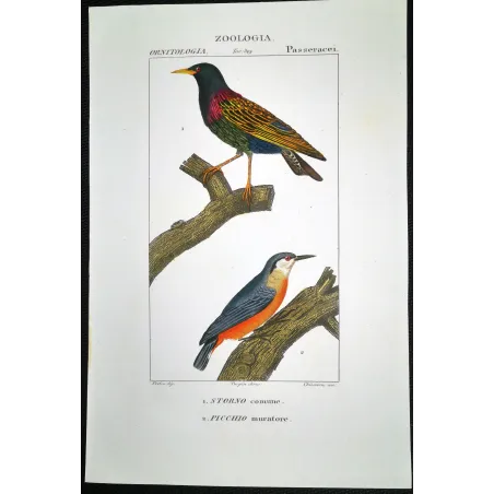 Antique Print by Pierre Antoine Prêtre – Common Starling (Sturnus vulgaris)