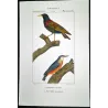 Common Starling (*Sturnus vulgaris*) - Wallcreeper (*Tichodroma muraria*) Original hand-colored Antique Print by Prêtre (c.1835)