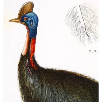 Cassowary Antique Engraving – Prêtre (c.1835)