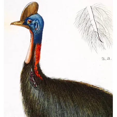 Cassowary Antique Engraving – Prêtre (c.1835)
