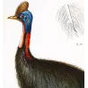 Southern Cassowary (*Casuarius casuarius*)  Original hand-colored Antique Print by Prêtre (c.1835)