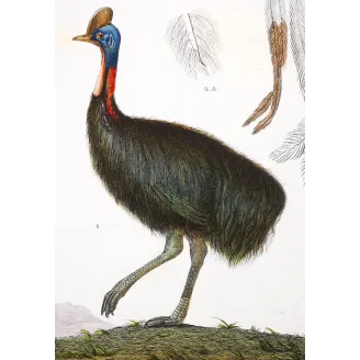 Cassowary Antique Engraving – Prêtre (c.1835)
