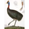 Southern Cassowary (*Casuarius casuarius*)  Original hand-colored Antique Print by Prêtre (c.1835)
