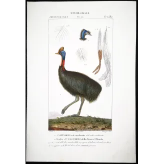 Cassowary Antique Engraving – Prêtre (c.1835)