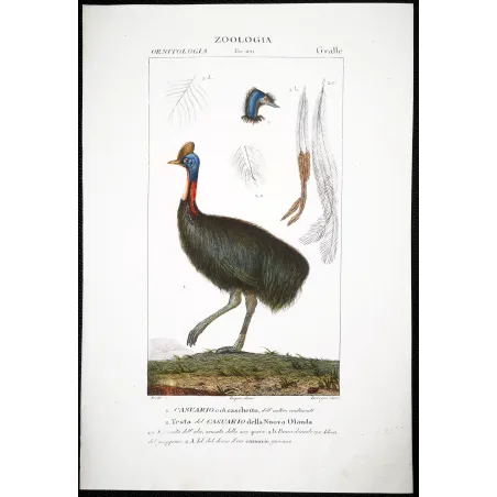 Cassowary Antique Engraving – Prêtre (c.1835)