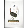 Southern Cassowary (*Casuarius casuarius*)  Original hand-colored Antique Print by Prêtre (c.1835)