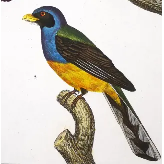 Ani & Yellow-bellied Trogon – Prêtre Antique Engraving