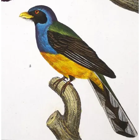 Ani & Yellow-bellied Trogon – Prêtre Antique Engraving