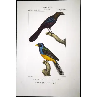 Ani & Yellow-bellied Trogon – Prêtre Antique Engraving