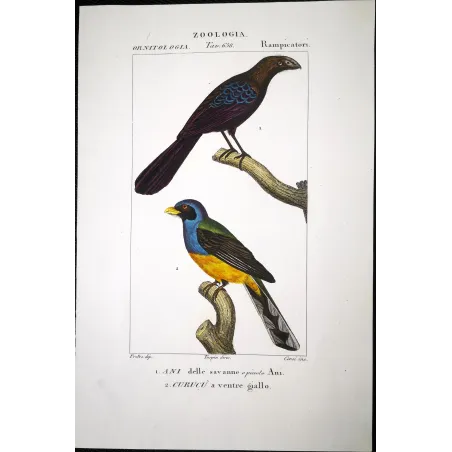 Ani & Yellow-bellied Trogon – Prêtre Antique Engraving