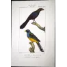 Ani and Yellow-bellied Curuçu  Original hand-colored Antique Print by Prêtre (c.1835)