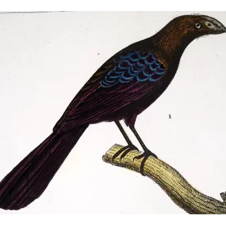 Ani & Yellow-bellied Trogon – Prêtre Antique Engraving
