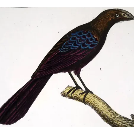 Ani & Yellow-bellied Trogon – Prêtre Antique Engraving
