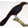 Ani and Yellow-bellied Curuçu  Original hand-colored Antique Print by Prêtre (c.1835)