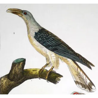 Scythrops novaehollandiae -  Red-and-Green Trogon   by Prêtre (c.1835)