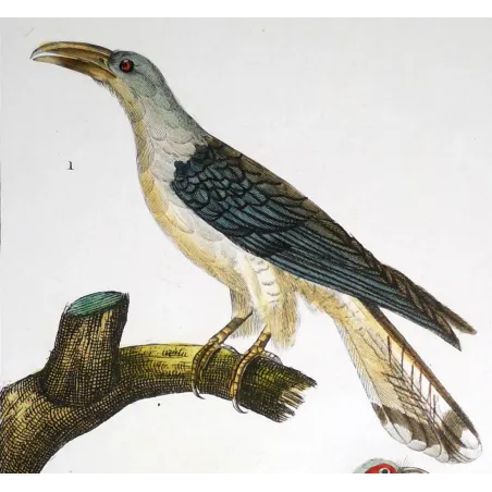 Scythrops novaehollandiae -  Red-and-Green Trogon   by Prêtre (c.1835)