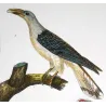 (*Scythrops novaehollandiae*) and Red-and-Green Trogon Original hand-colored Antique Print by Prêtre (c.1835)