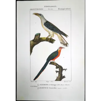 Scythrops novaehollandiae -  Red-and-Green Trogon   by Prêtre (c.1835)