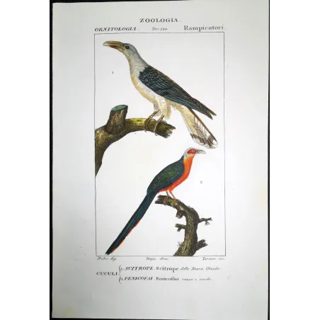 Scythrops novaehollandiae -  Red-and-Green Trogon   by Prêtre (c.1835)