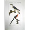 (*Scythrops novaehollandiae*) and Red-and-Green Trogon Original hand-colored Antique Print by Prêtre (c.1835)