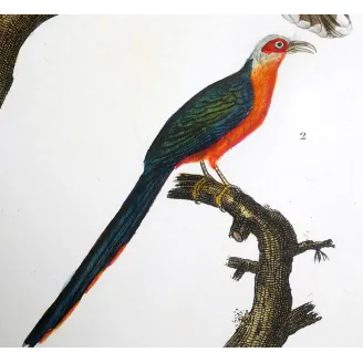 Scythrops novaehollandiae -  Red-and-Green Trogon   by Prêtre (c.1835)