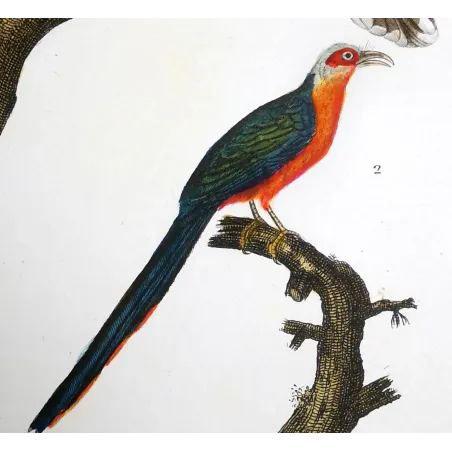 Scythrops novaehollandiae -  Red-and-Green Trogon   by Prêtre (c.1835)