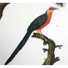 (*Scythrops novaehollandiae*) and Red-and-Green Trogon Original hand-colored Antique Print by Prêtre (c.1835)