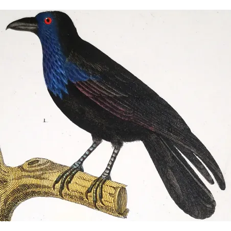 Gracula religiosa, Urocissa erythroryncha - Imperial Crow and Common Magpie   by Prêtre (c.1835)