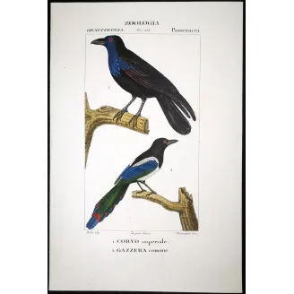 Gracula religiosa, Urocissa erythroryncha - Imperial Crow and Common Magpie   by Prêtre (c.1835)
