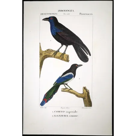 Gracula religiosa, Urocissa erythroryncha - Imperial Crow and Common Magpie   by Prêtre (c.1835)