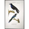 (*Gracula religiosa*) - (*Urocissa erythroryncha*)  Imperial Crow and Common Magpie  Original Antique Print by Prêtre (c.1835)