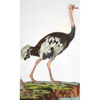 Struthio camelus - Rhea americana - Ostrich and Rhea Foot   engraving by Prêtre (c.1835)