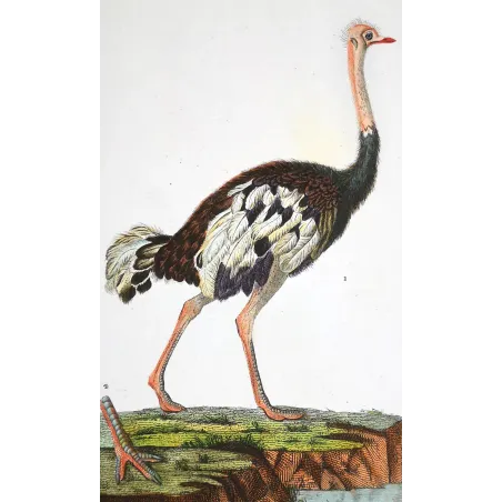 Struthio camelus - Rhea americana - Ostrich and Rhea Foot   engraving by Prêtre (c.1835)