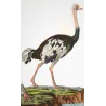 (*Struthio camelus*) - (*Rhea americana*)  - Ostrich and Rhea Foot  Original hand-colored Antique Print by Prêtre (c.1835)