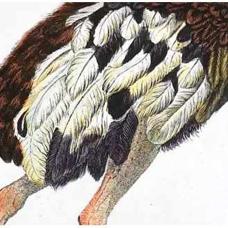 Struthio camelus - Rhea americana - Ostrich and Rhea Foot   engraving by Prêtre (c.1835)