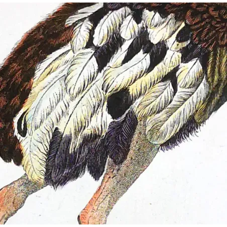 Struthio camelus - Rhea americana - Ostrich and Rhea Foot   engraving by Prêtre (c.1835)