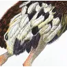 (*Struthio camelus*) - (*Rhea americana*)  - Ostrich and Rhea Foot  Original hand-colored Antique Print by Prêtre (c.1835)