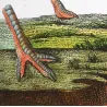 (*Struthio camelus*) - (*Rhea americana*)  - Ostrich and Rhea Foot  Original hand-colored Antique Print by Prêtre (c.1835)