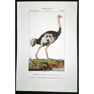 Struthio camelus - Rhea americana - Ostrich and Rhea Foot   engraving by Prêtre (c.1835)