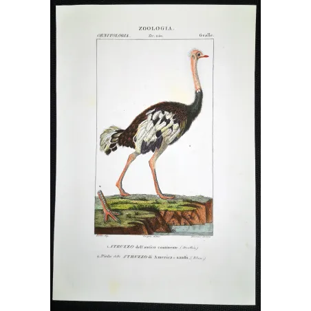 Struthio camelus - Rhea americana - Ostrich and Rhea Foot   engraving by Prêtre (c.1835)