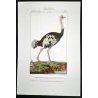 (*Struthio camelus*) - (*Rhea americana*)  - Ostrich and Rhea Foot  Original hand-colored Antique Print by Prêtre (c.1835)