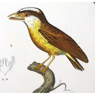 Todus viridis - Platyrinchus cancrominus Green Todus and Brown Platyrinchus   by Prêtre (c.1835)
