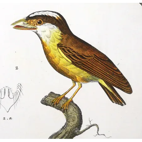Todus viridis - Platyrinchus cancrominus Green Todus and Brown Platyrinchus   by Prêtre (c.1835)