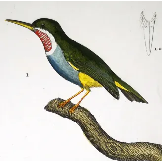 Todus viridis - Platyrinchus cancrominus Green Todus and Brown Platyrinchus   by Prêtre (c.1835)