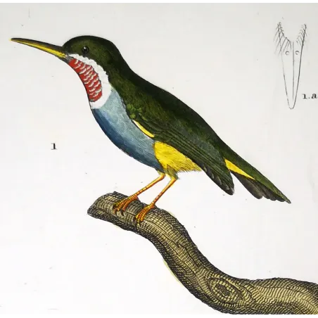 Todus viridis - Platyrinchus cancrominus Green Todus and Brown Platyrinchus   by Prêtre (c.1835)